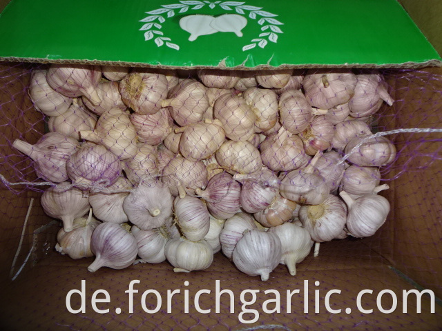 Normal White Garlic 2019